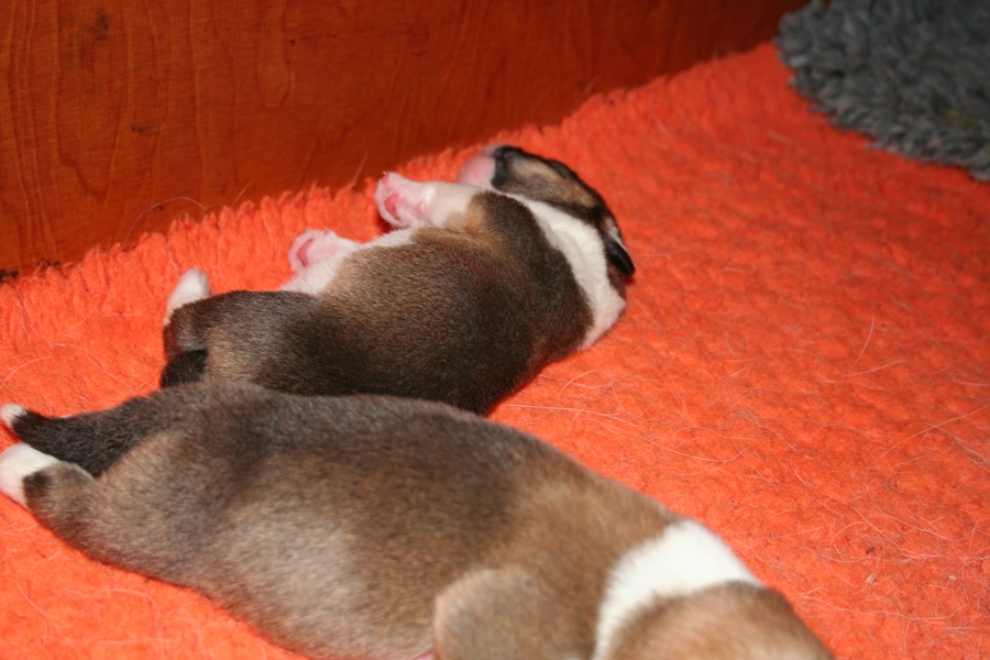 Puppies